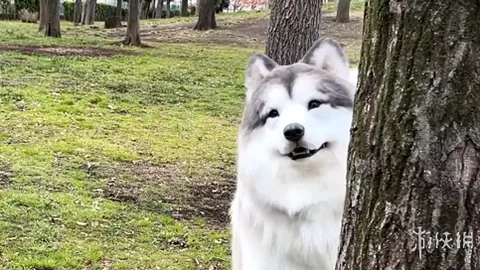 深圳队客场败给沧州雄狮，十轮联赛颗粒无收